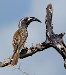 African Grey Hornbill