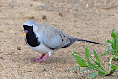 Namaqua Dove