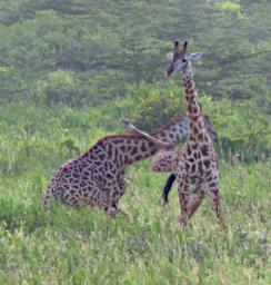 Mkomazi Giraffes Fighting