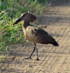 Hamerkop