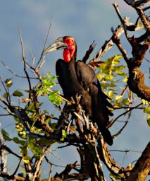 Mkomazi National Park