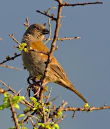 Parrot Billed Sparrow