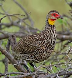 Yellow Necked Spurfowl