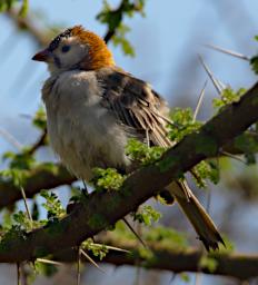 Speckle Fronted Weaver