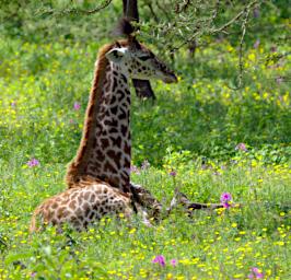 Ndutu Giraffe