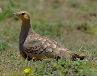 Yellow Throated Sandgrouse