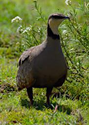 Yellow Throated Sandgrouse