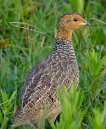 Coqui Francolin