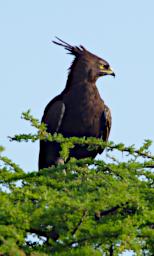 Long Crested Eagle