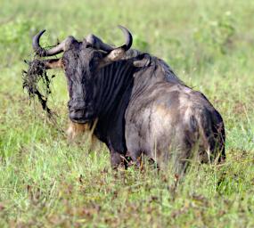 Ndutu Wildebeest
