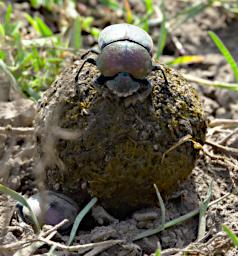 Ndutu Dung Beetle