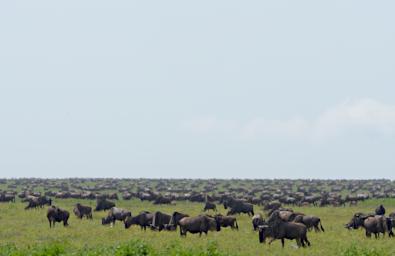 Ndutu Conservation Area