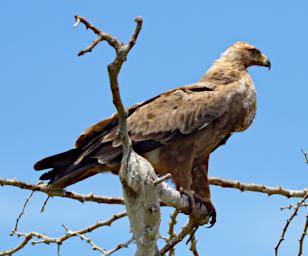 Tawny Eagle