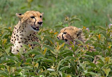 Ndutu Cheetah
