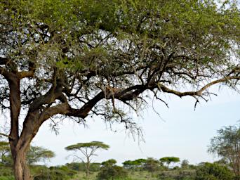 Ndutu Leopard