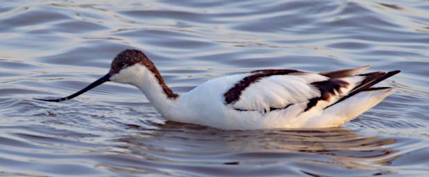 Pied Avocet