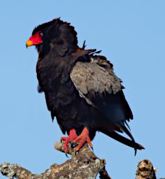 Bateleur Eagle