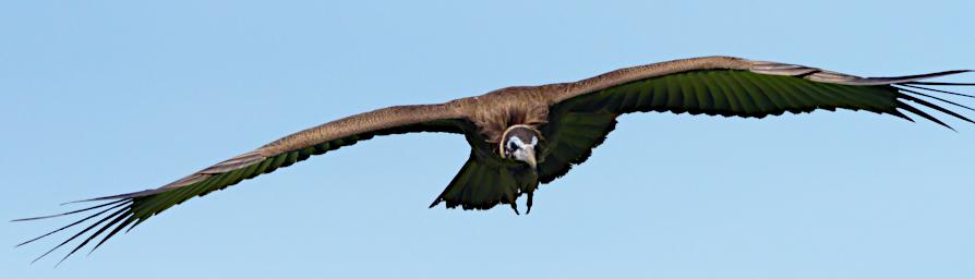 Hooded Vulture
