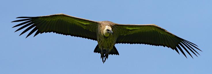 Bird Xxx Vulture