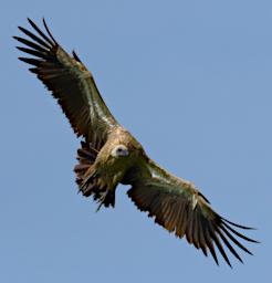 African White Backed Vulture