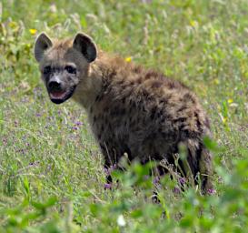 Ndutu Spotted Hyena