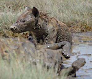 Ndutu Spotted Hyena