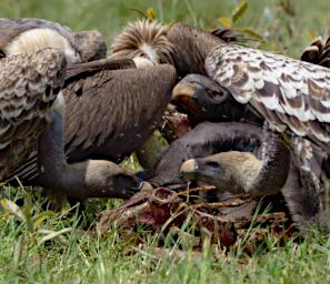 Ndutu Vultures Wildebeest