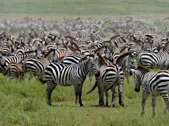 Ndutu Zebras