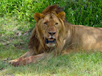 Ndutu Lion