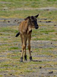 Ndutu Wildebeest Calf