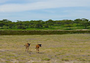 Ndutu Wildebeest Calves