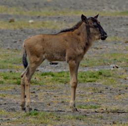 Ndutu Wildebeest Calf