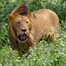 Ndutu Lion