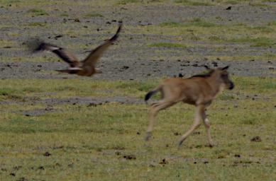 Ndutu Vulture Chasing Wildebeest Calf