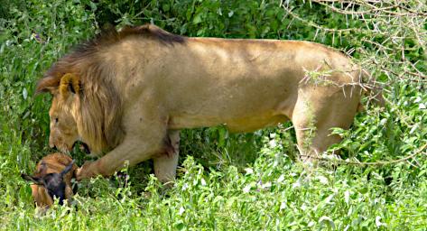 Ndutu Lion Wildebeest
