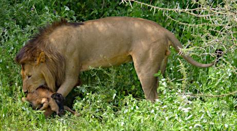 Ndutu Lion Wildebeest