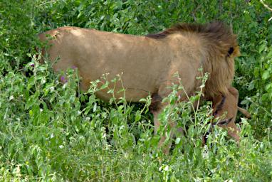 Ndutu Lion Wildebeest
