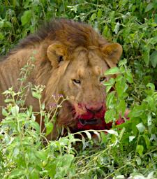 Ndutu Lion Wildebeest