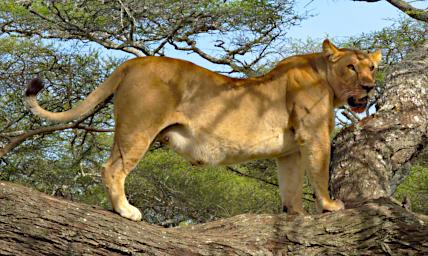 Ndutu Lioness