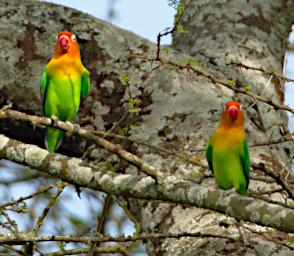Fischers Lovebirds