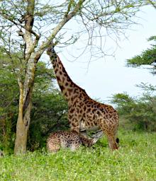 Ndutu Giraffe Nursing