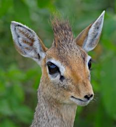 Ndutu Dik Dik