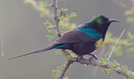 Beautiful Sunbird
