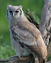 Verreauxs Eagle Owl