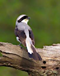 Grey Backed Fiscal Shrike