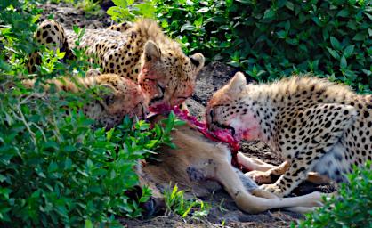 Ndutu Cheetahs
