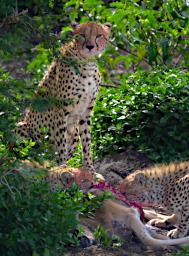 Ndutu Cheetahs