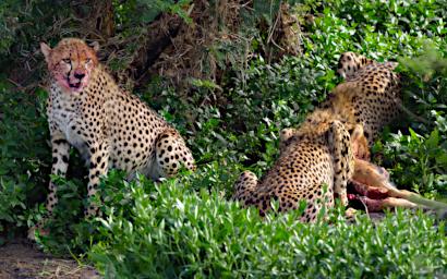 Ndutu Cheetahs