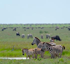 Ndutu Zebras
