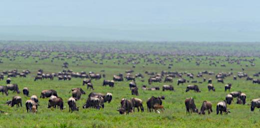 Ndutu Wildebeest
